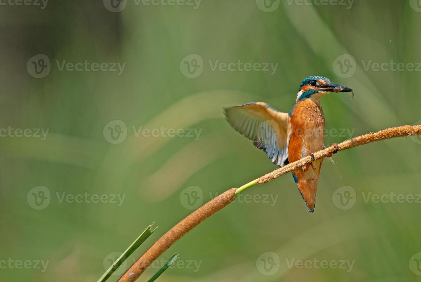 A bird is perched on a branch in the grass photo