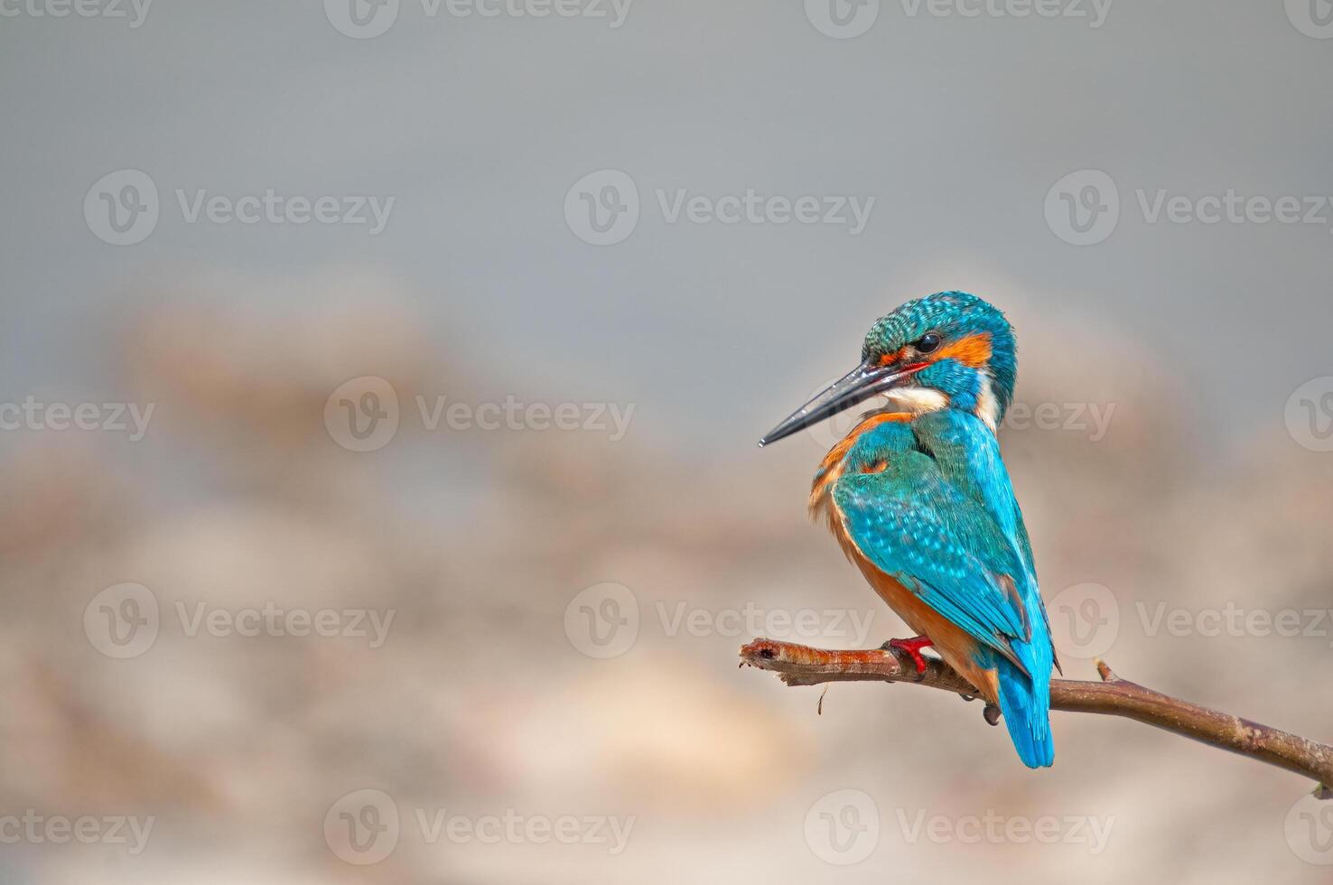 A bird sitting on a branch photo
