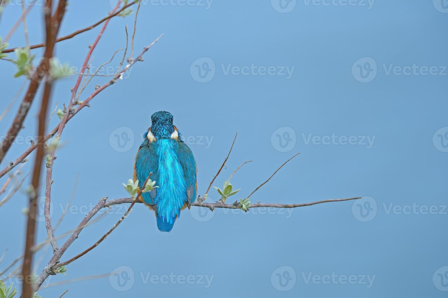 A blue bird sitting on a branch with a blue sky photo