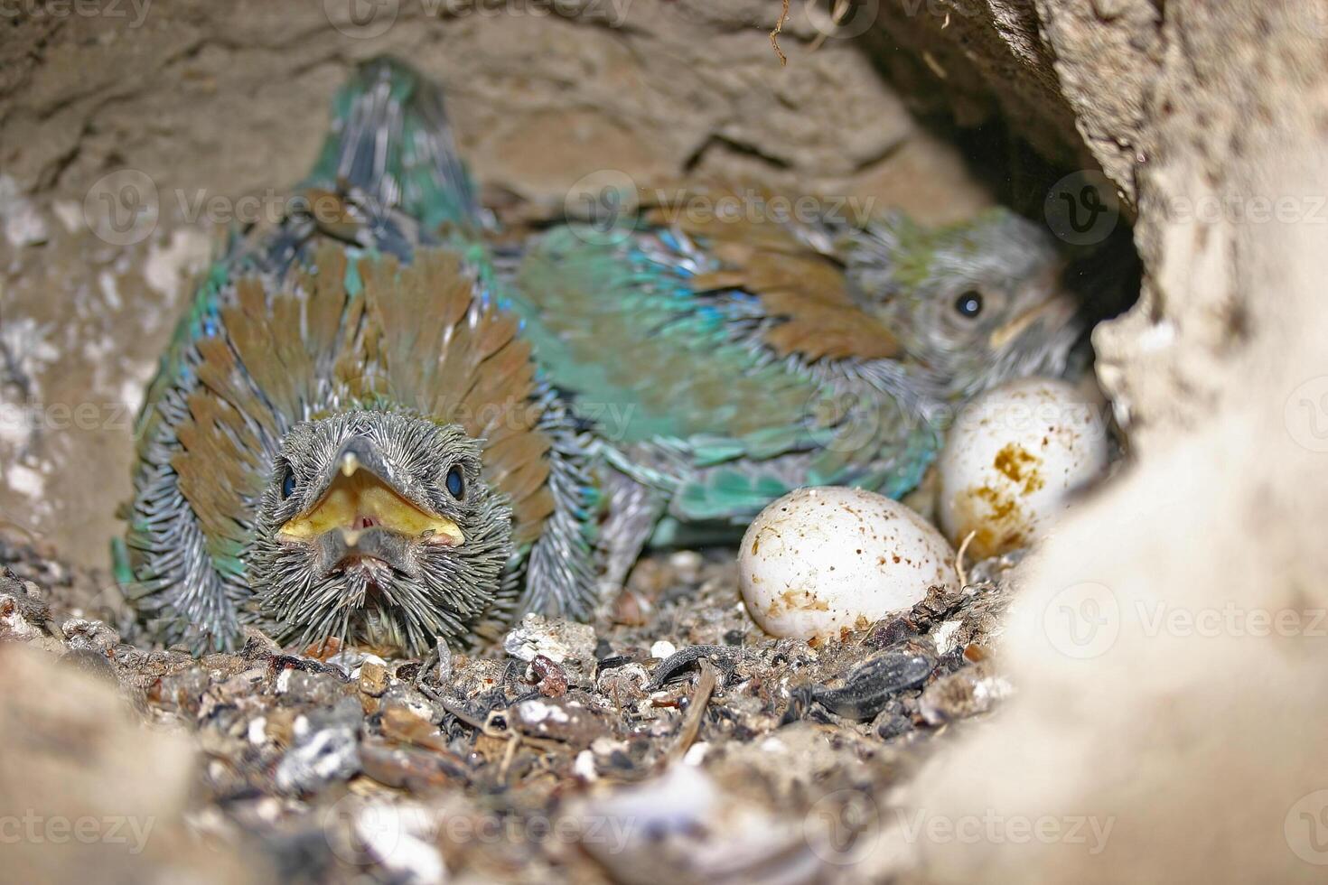 Two small birds sitting in a nest with eggs photo