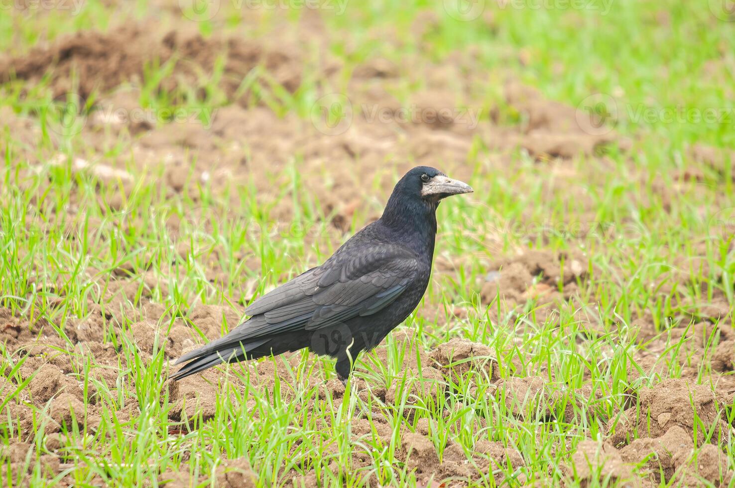 A black bird standing in a field of grass photo