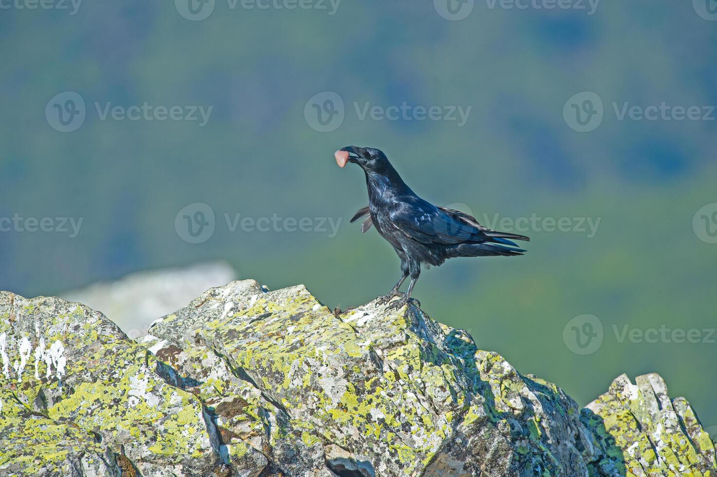A black bird standing on a rock with a leaf in its mouth photo