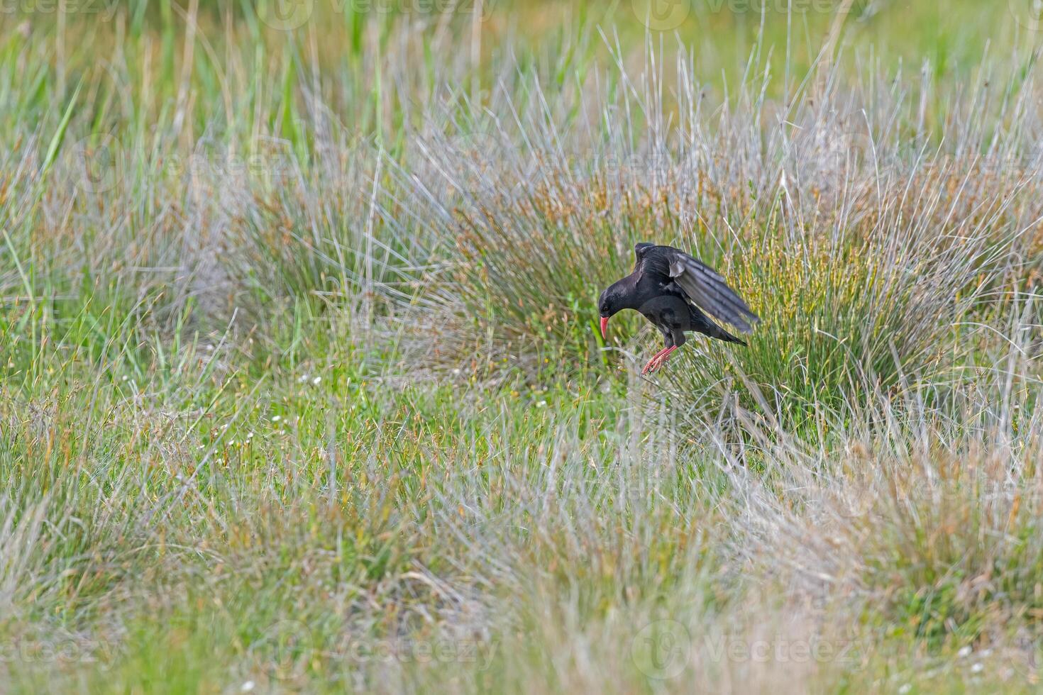 A black bird is standing in the grass photo