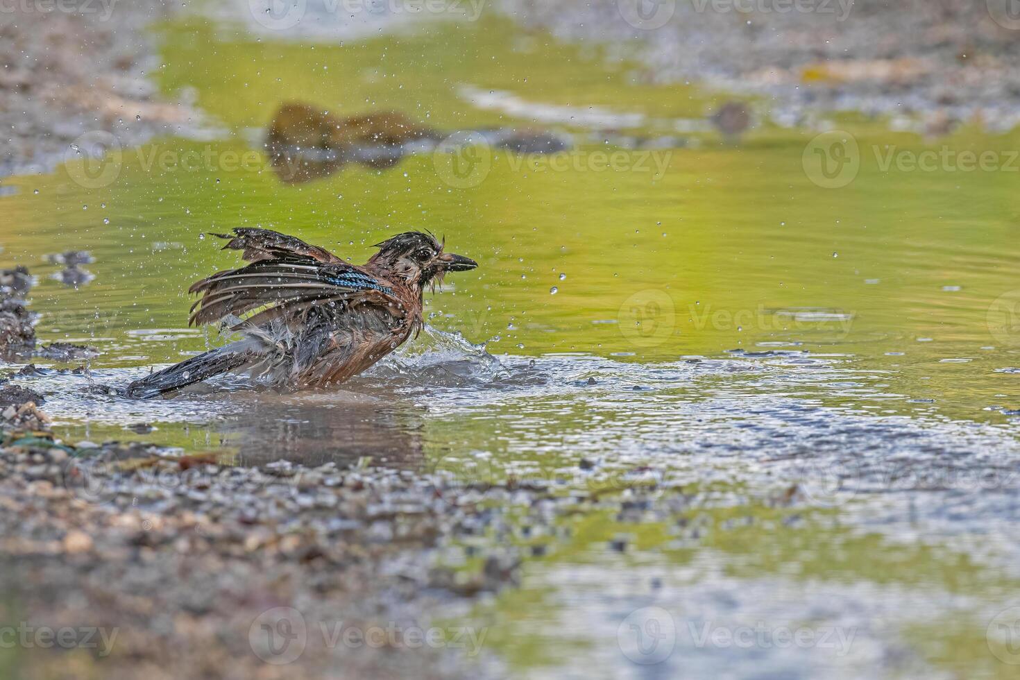 A bird taking a bath in a puddle of water photo
