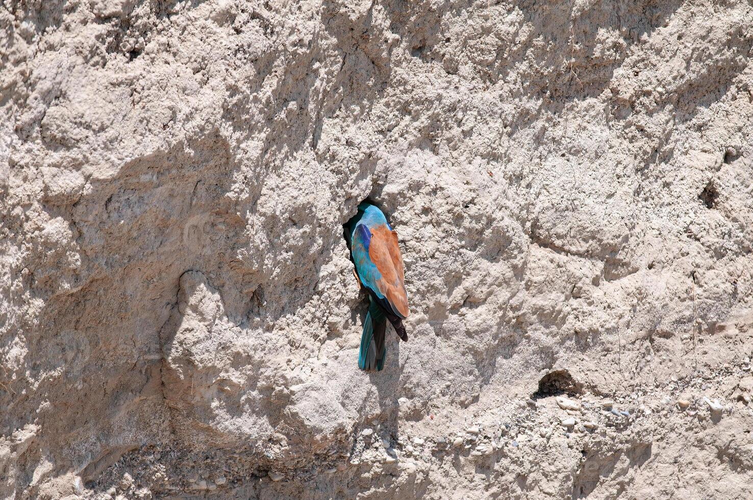 A bird is perched on a rock in the desert photo