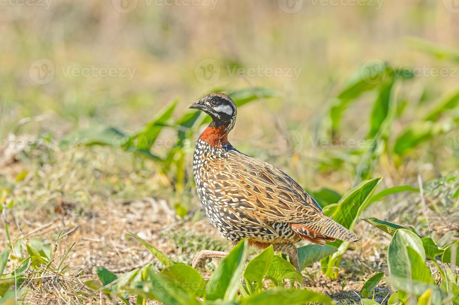 A bird is walking through some grass photo
