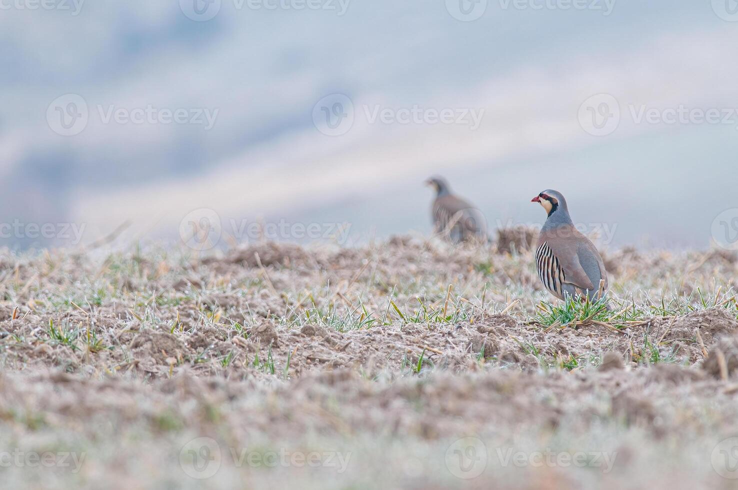 Two birds standing in a field with a mountain in the background photo