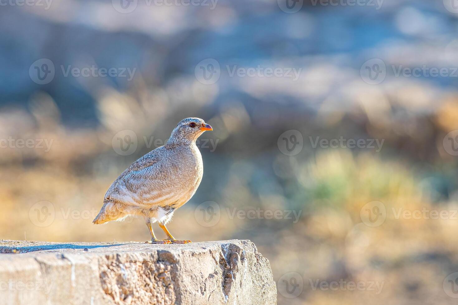 A bird standing on a rock in the middle of the day photo