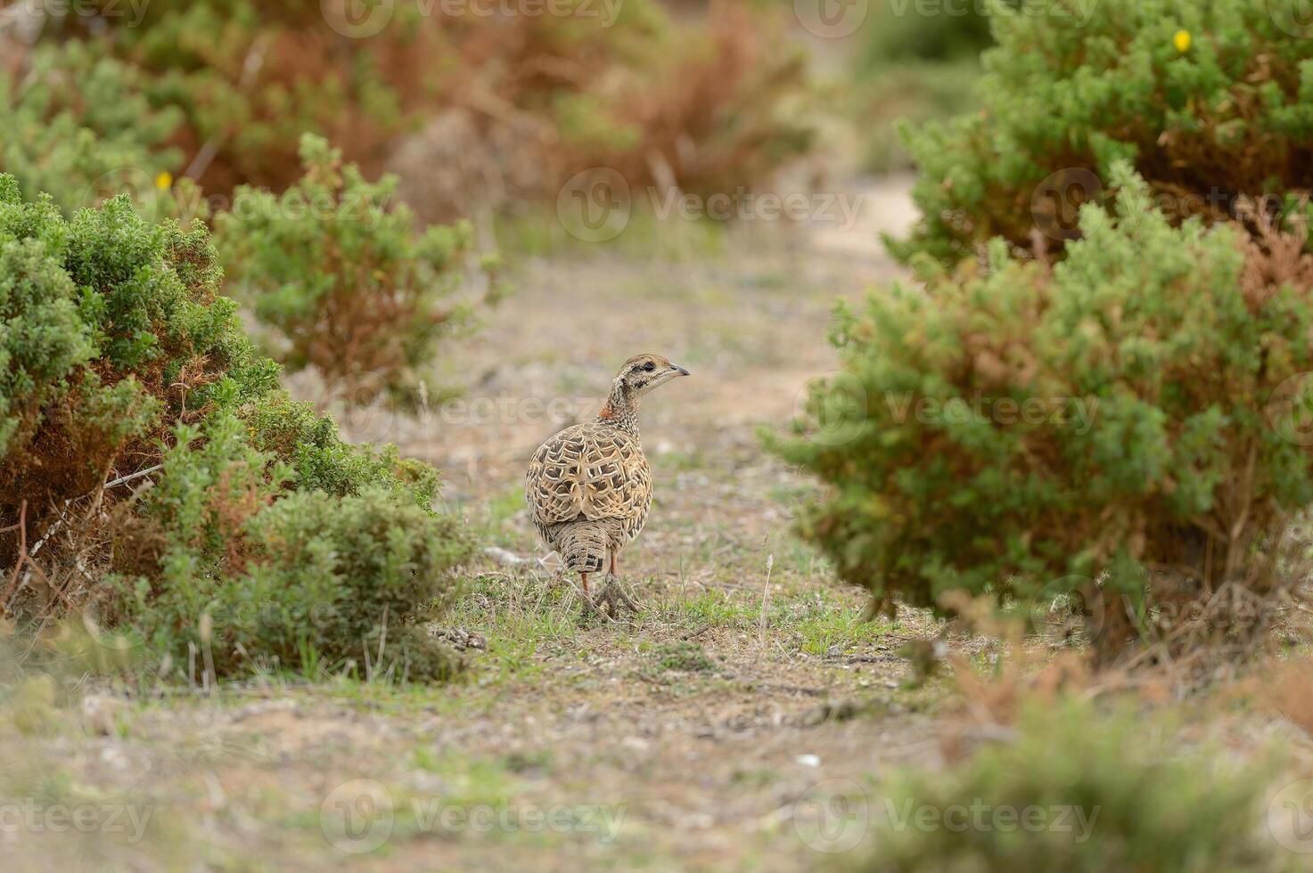 A bird walking through the brush in the middle of the field photo