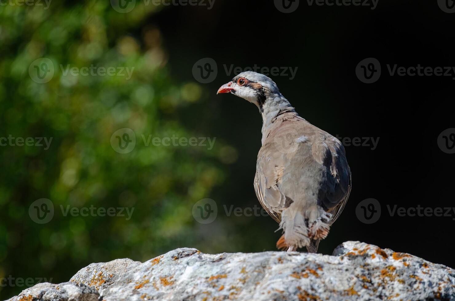 A bird is standing on top of a rock photo