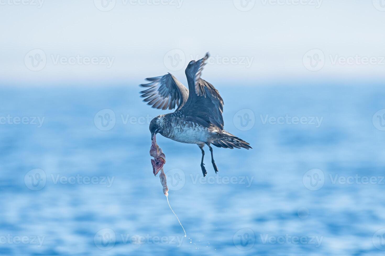 A bird flying over the ocean with a fish in its beak photo