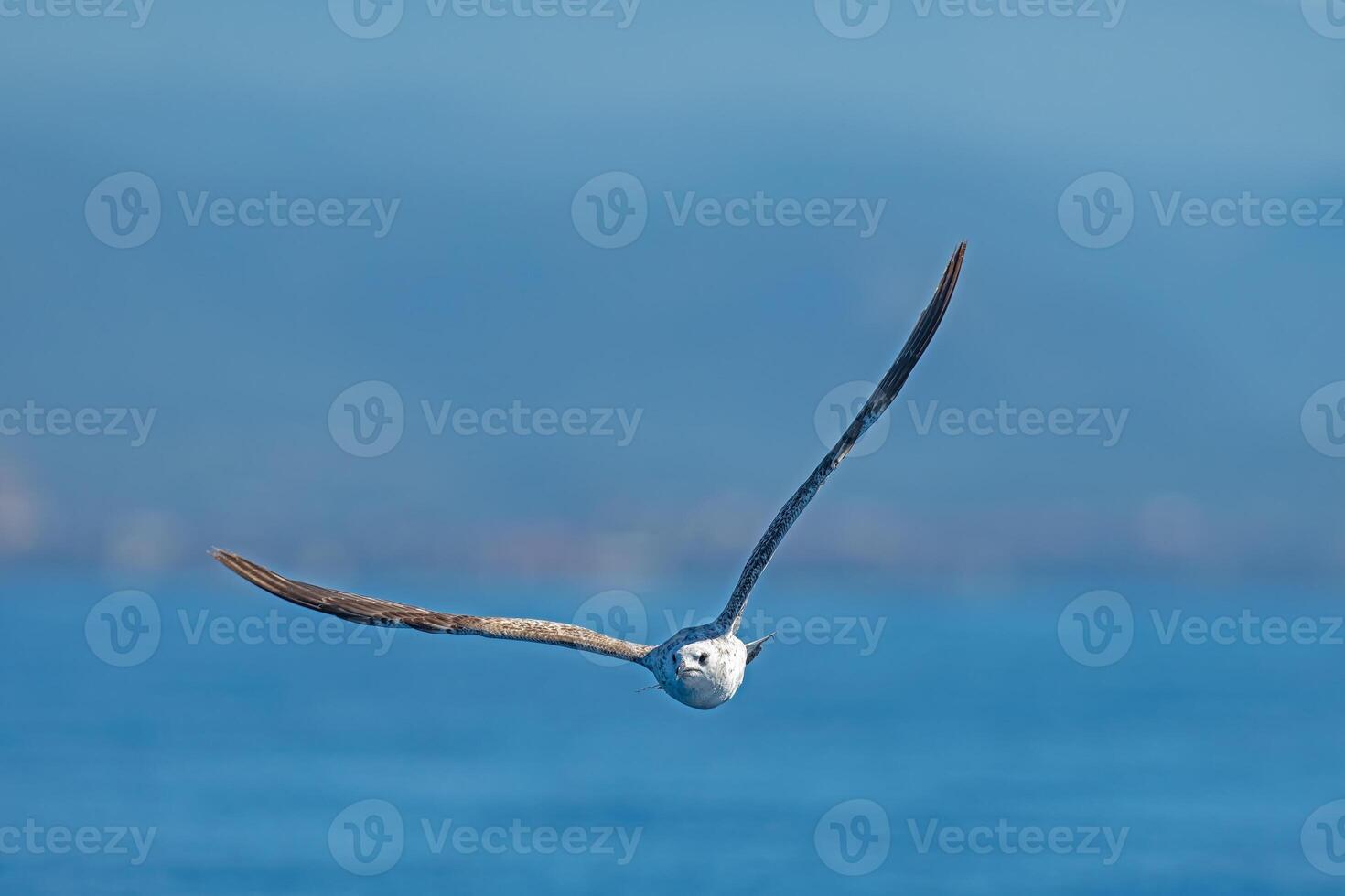 A bird flying over the ocean photo
