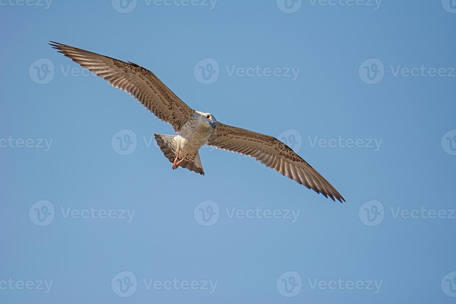 A bird flying in the sky photo