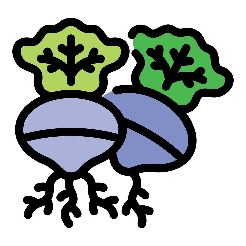 Two kohlrabi showing roots and leaves icon vector