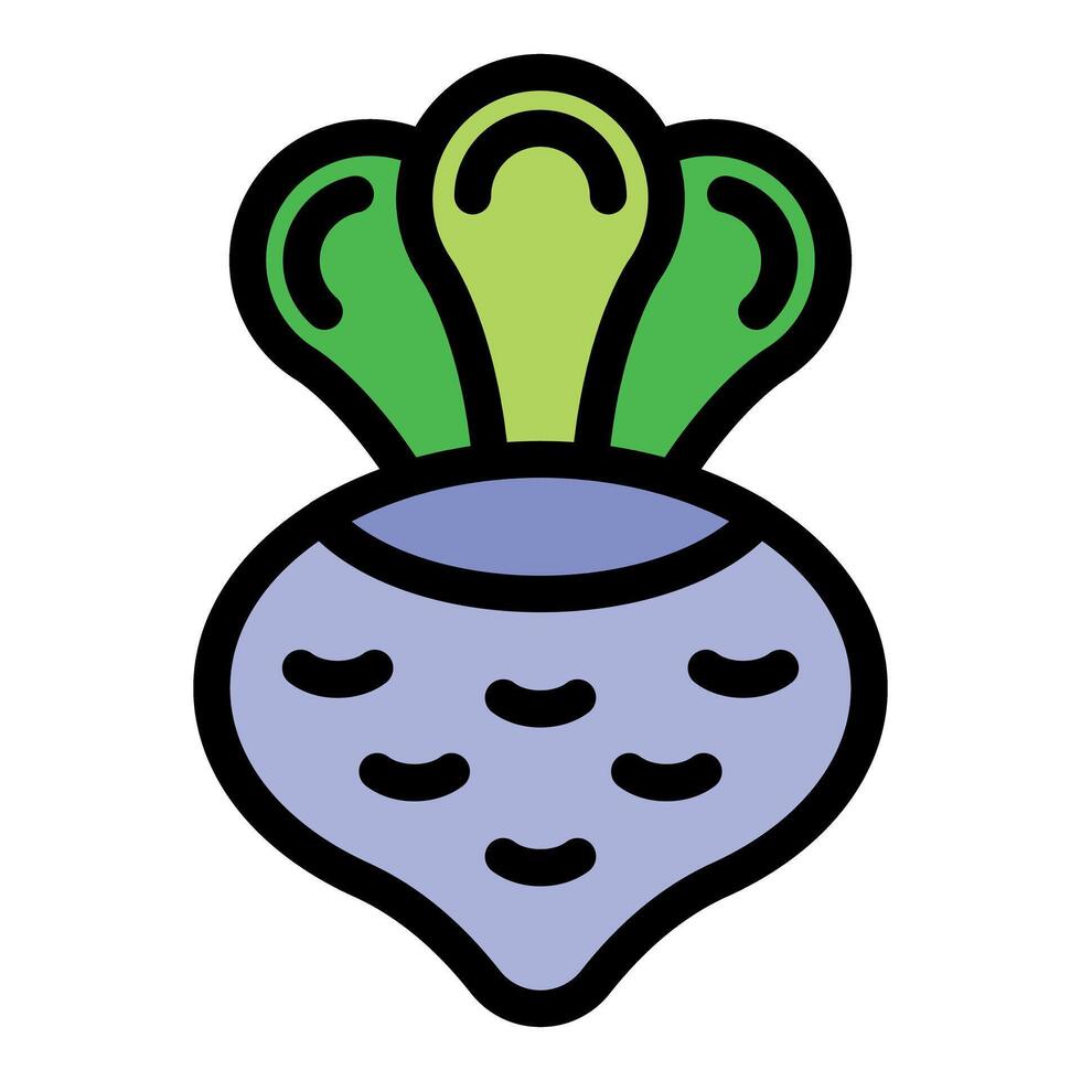 Whole turnip with leaves showing growing stages vector