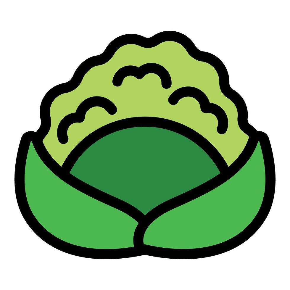 Green cabbage head growing on the ground vector