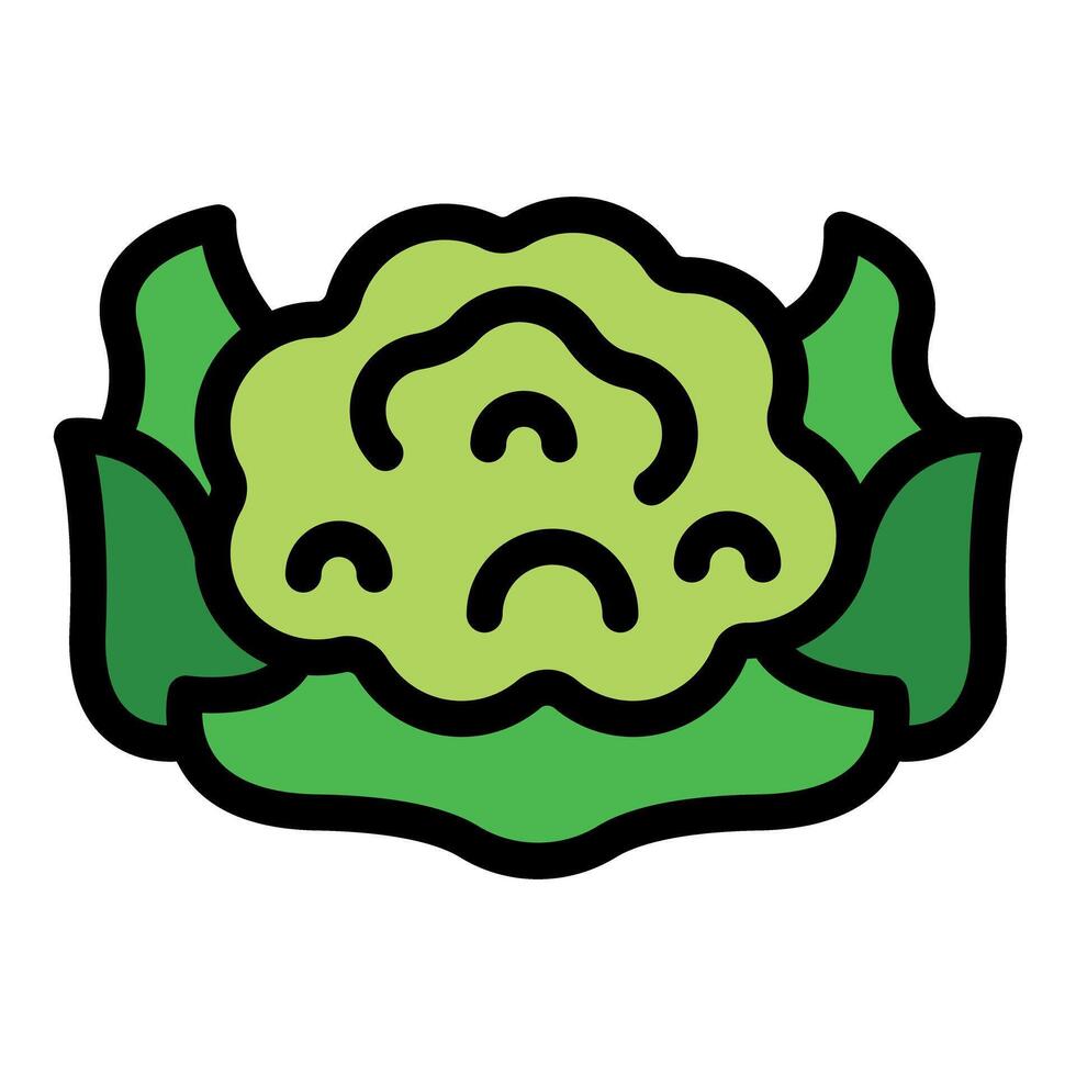 Green cauliflower florets growing on stalk with leaves icon vector
