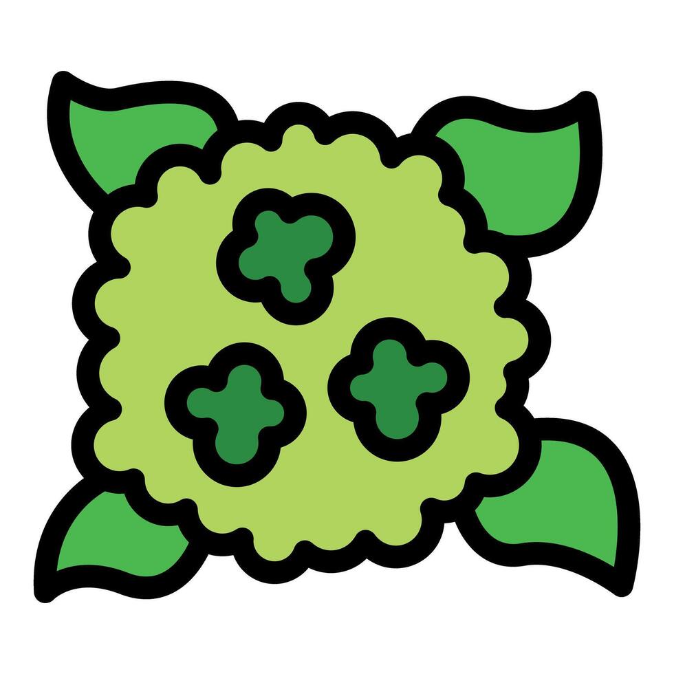 Green romanesco broccoli florets growing organically vector