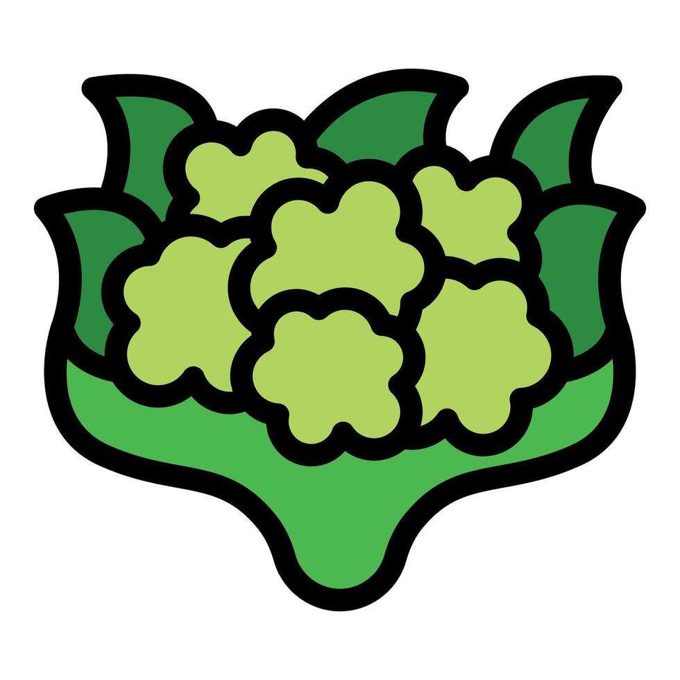 Fresh green cauliflower with leaves growing on farm vector