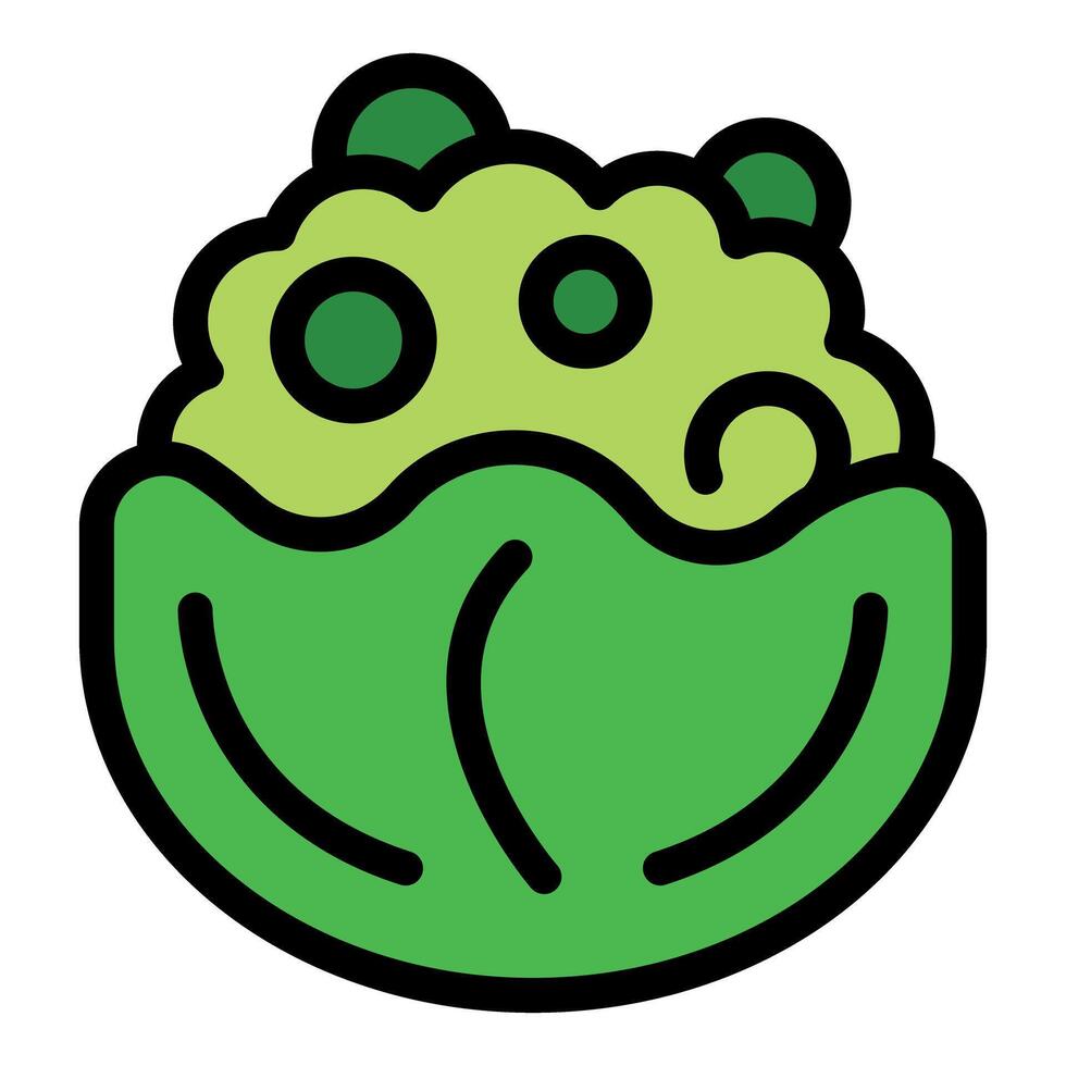 Green cabbage with seeds growing in garden bed vector