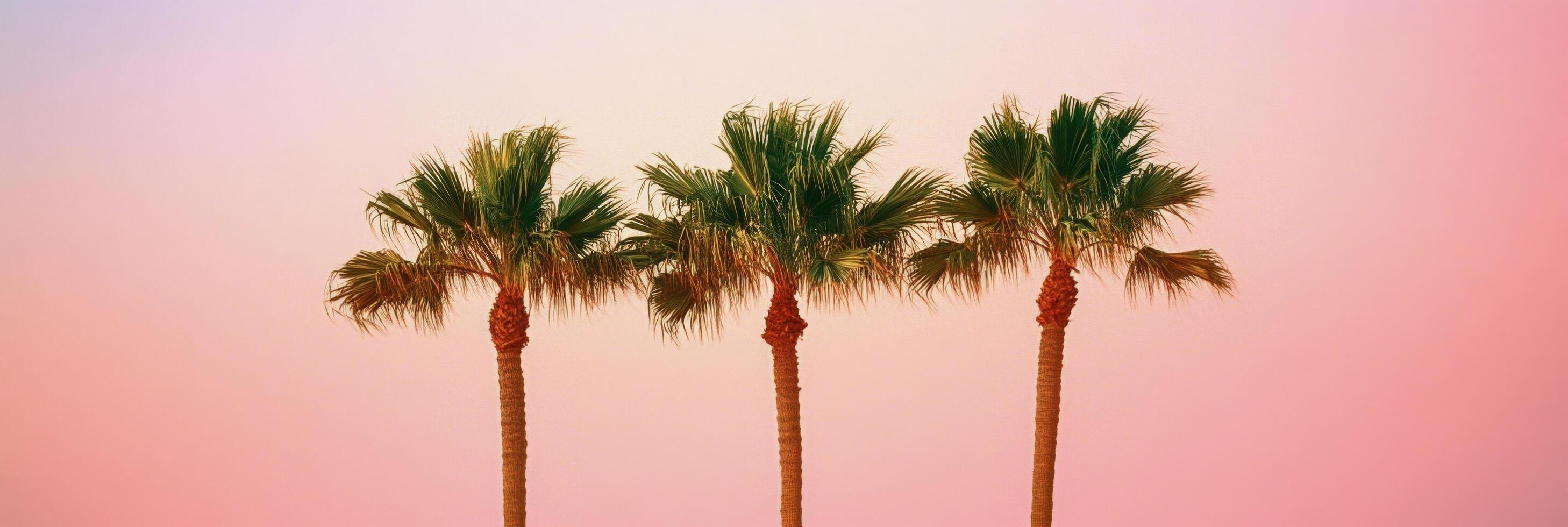 Elegant palm trees silhouetted against a vibrant sunset sky in a tropical location photo
