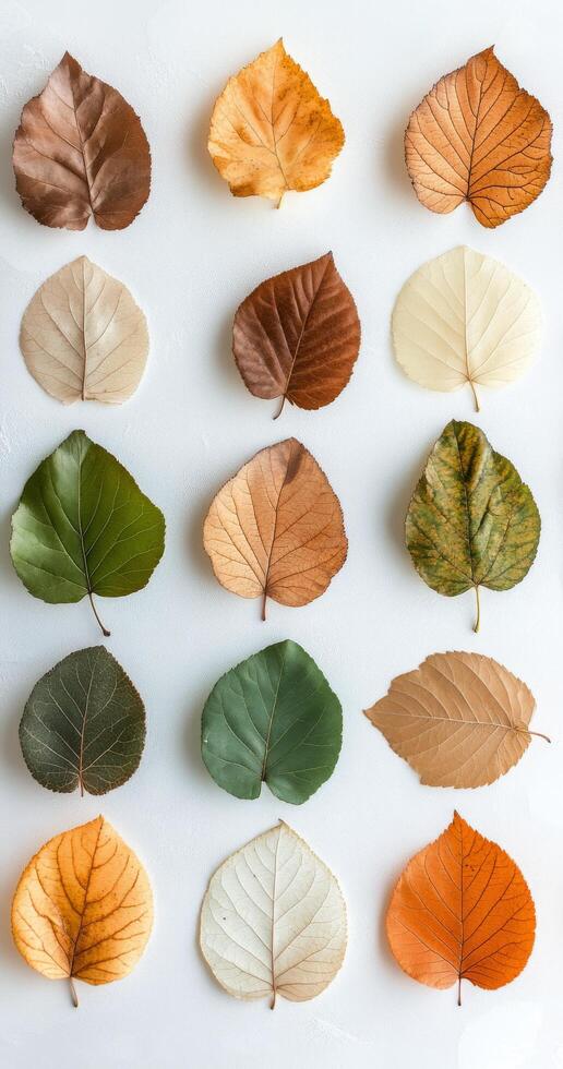 Colorful autumn leaves arranged artfully on a textured white background in a flat lay layout photo