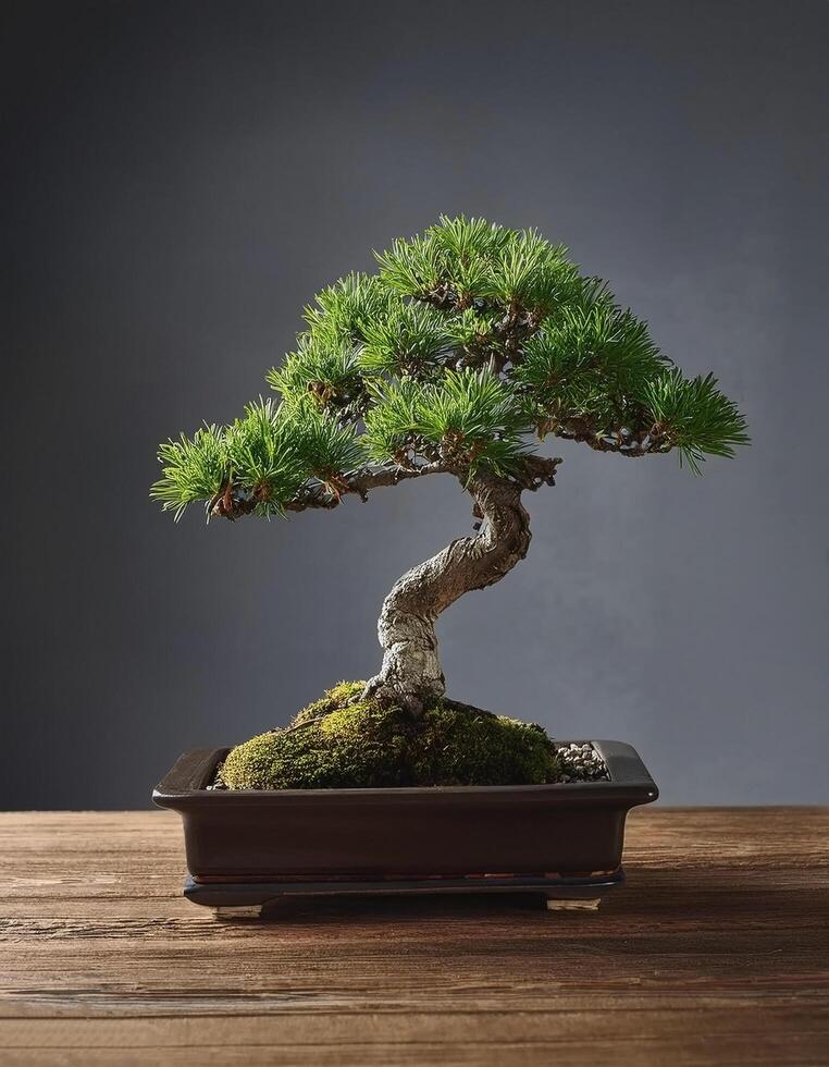 Small bonsai tree on wooden table, with grey background photo