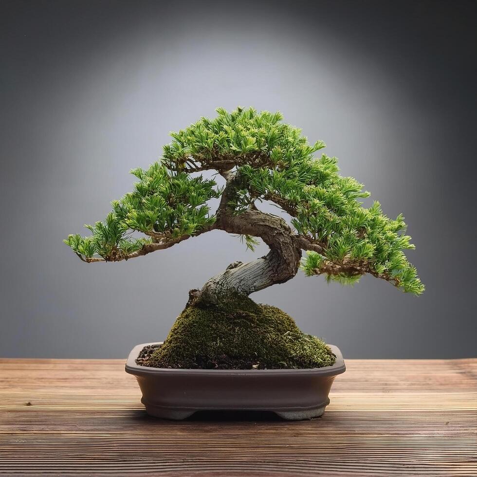 Small bonsai tree on wooden table, with grey background photo