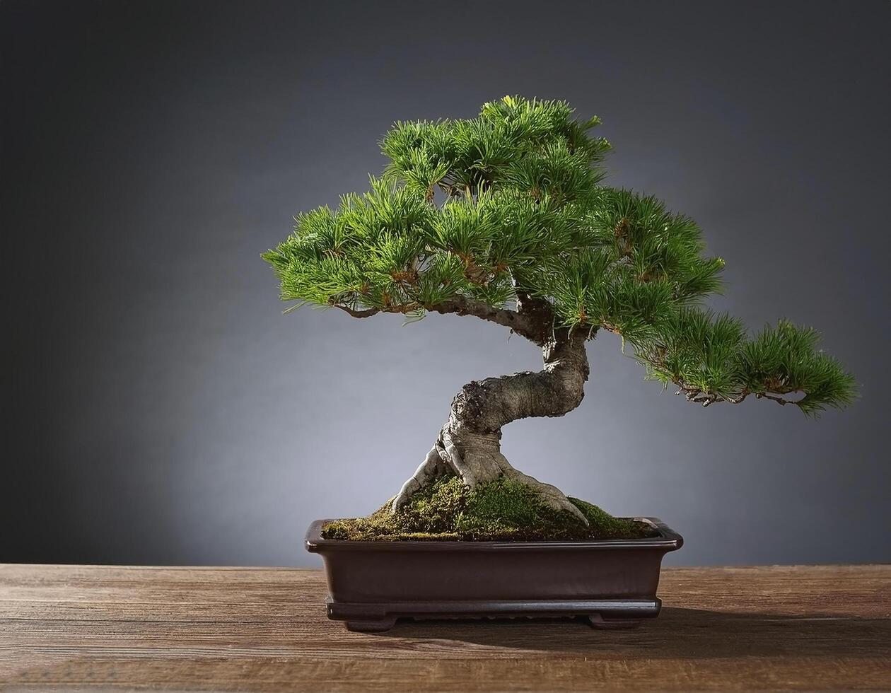 Small bonsai tree on wooden table, with grey background photo