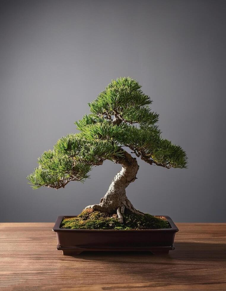 Small bonsai tree on wooden table, with grey background photo