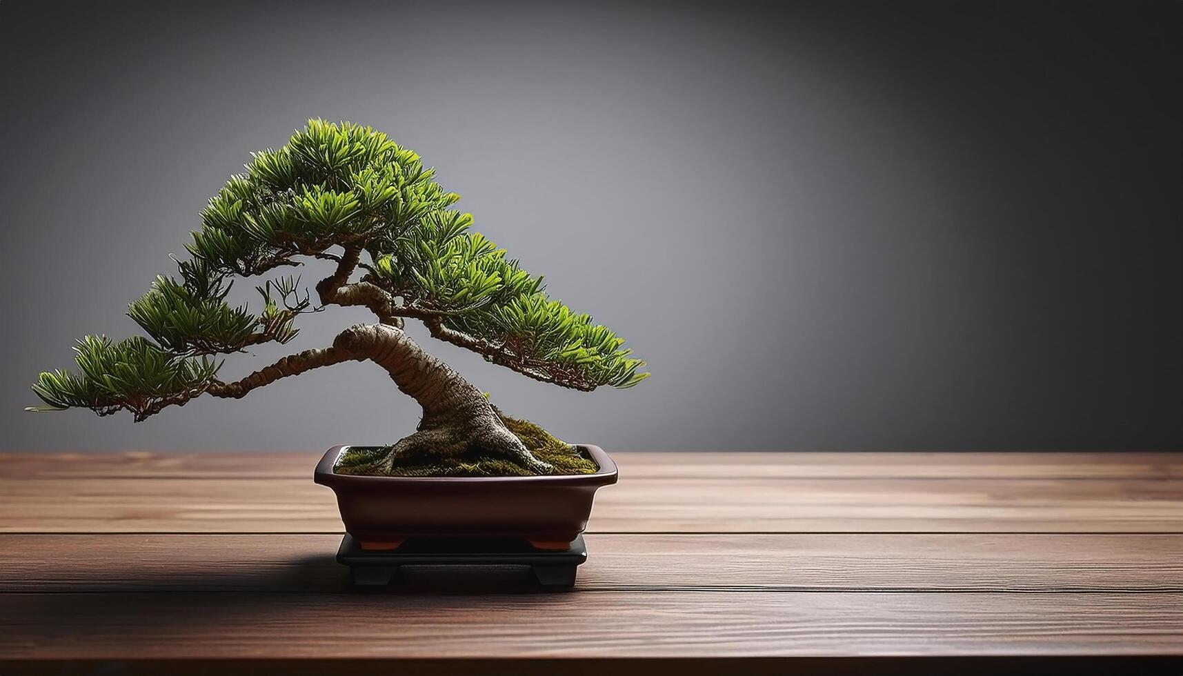Small bonsai tree on wooden table, with grey background photo
