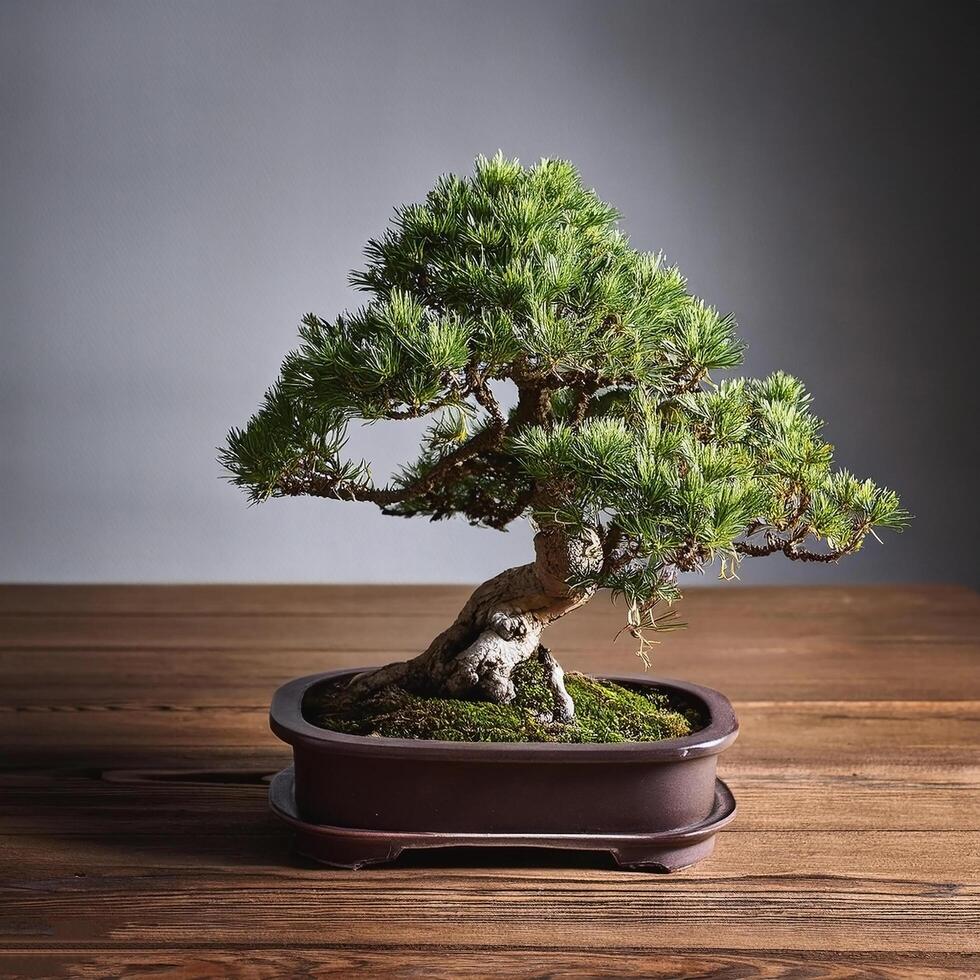 Small bonsai tree on wooden table, with grey background photo