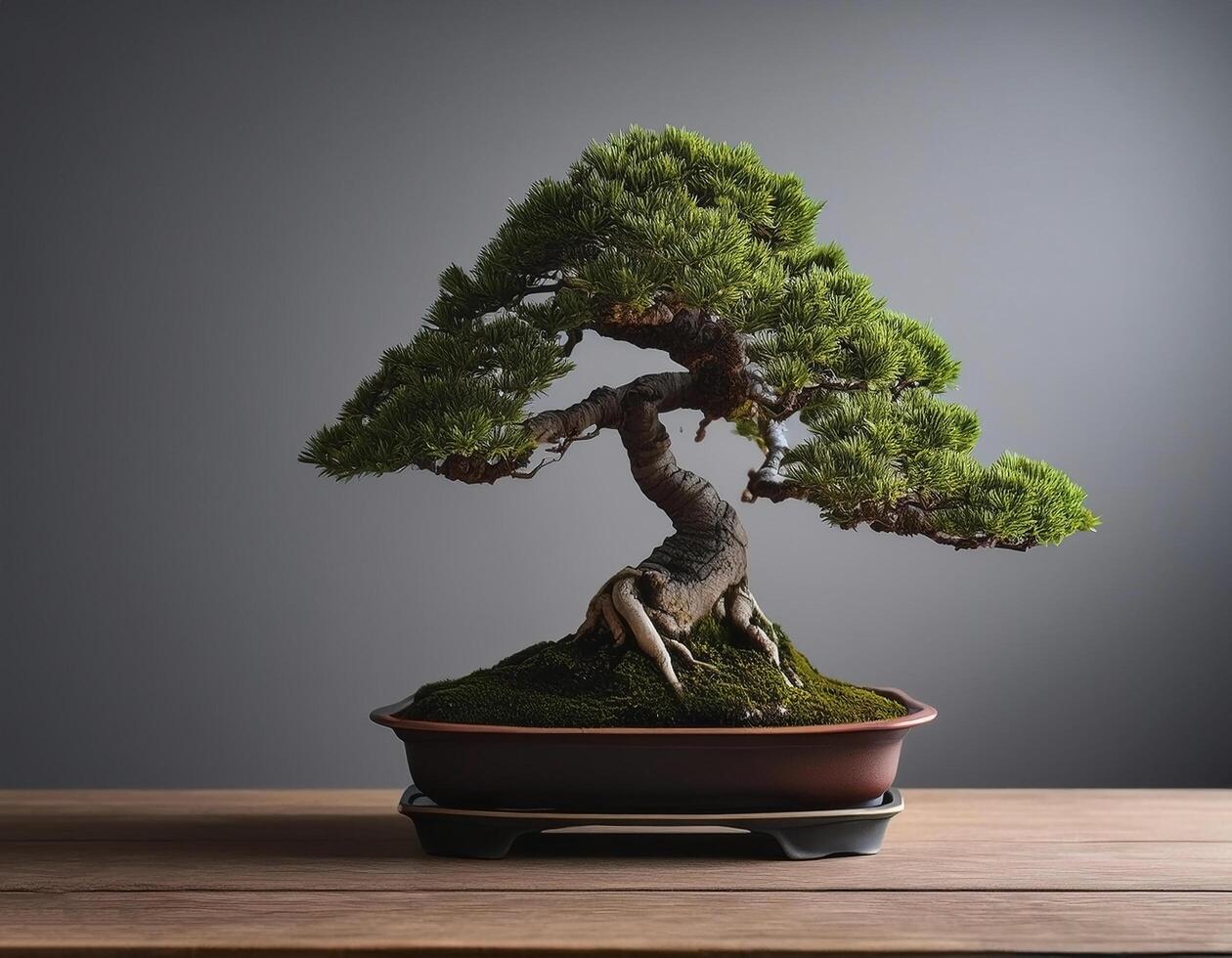 Small bonsai tree on wooden table, with grey background photo