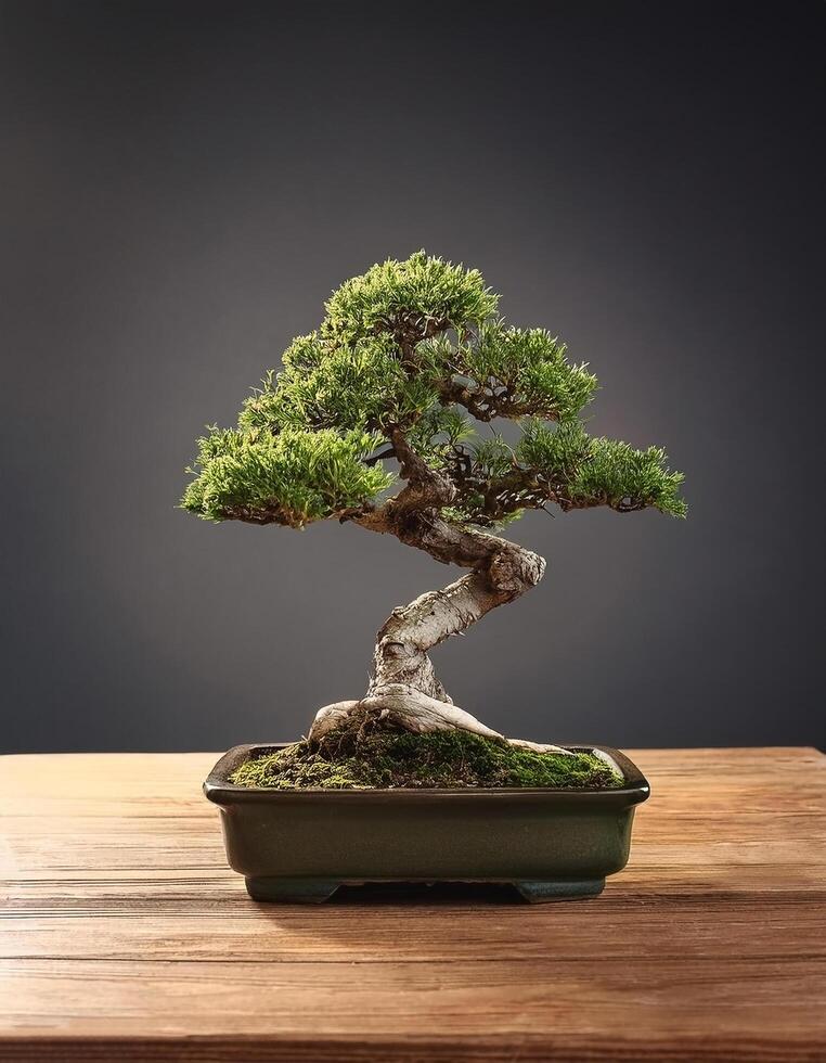 Small bonsai tree on wooden table, with grey background photo