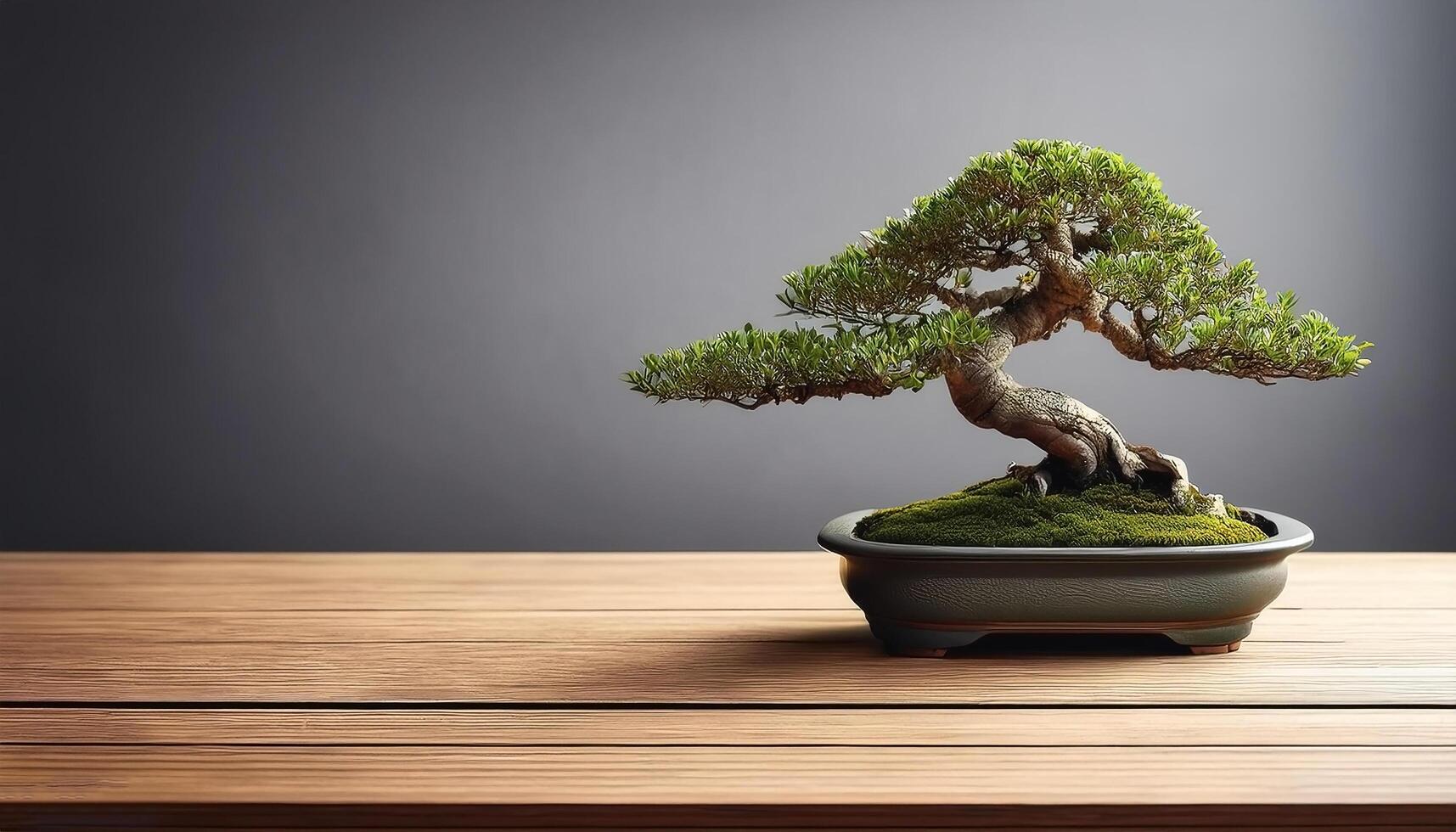 Small bonsai tree on wooden table, with grey background photo