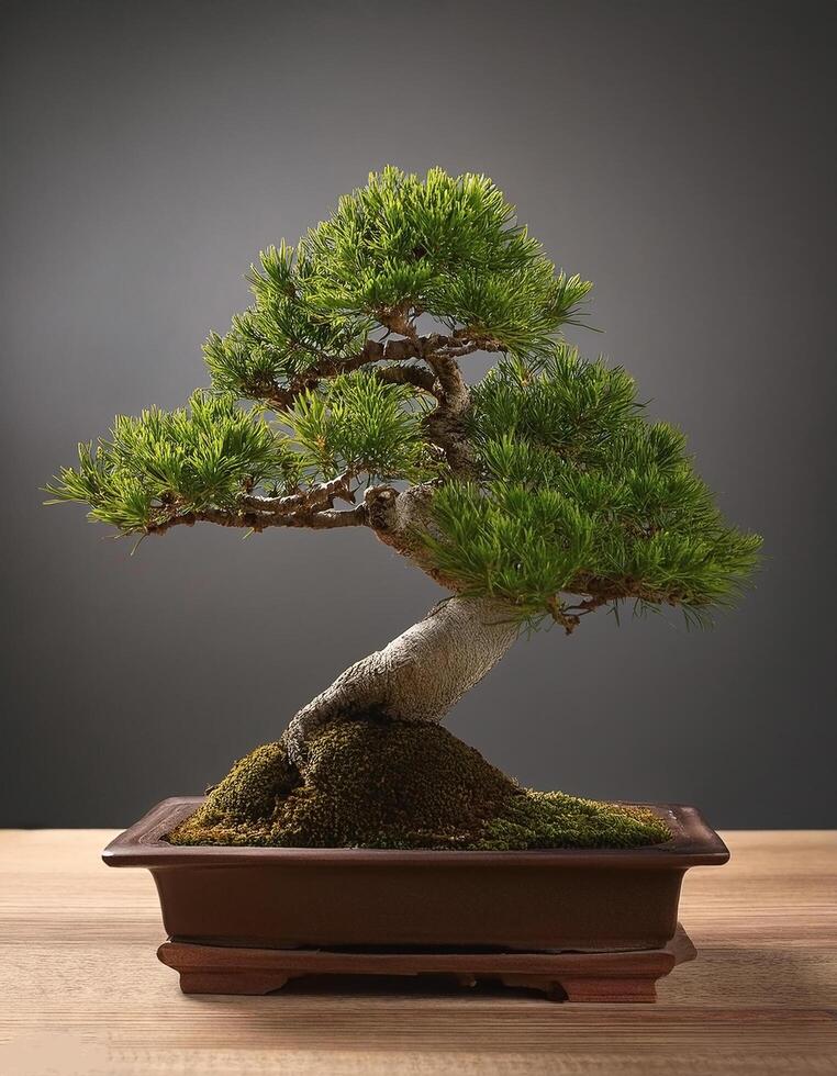 Small bonsai tree on wooden table, with grey background photo