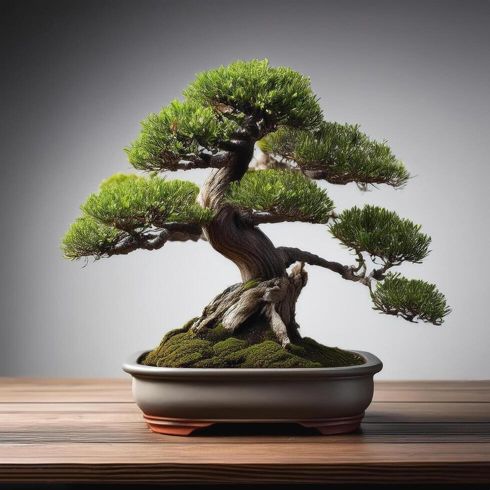Small bonsai tree on wooden table, with grey background photo