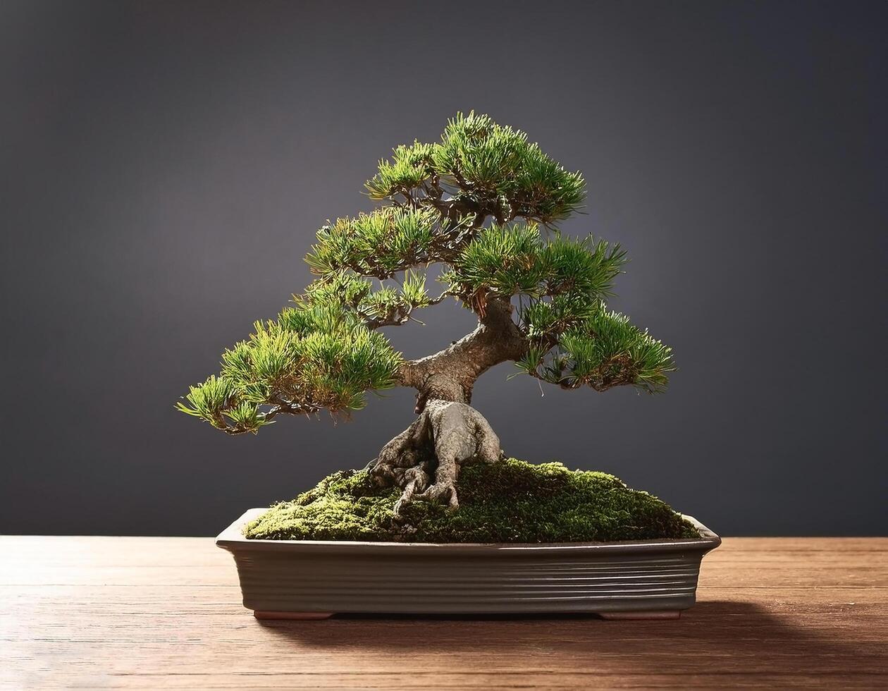 Small bonsai tree on wooden table, with grey background photo