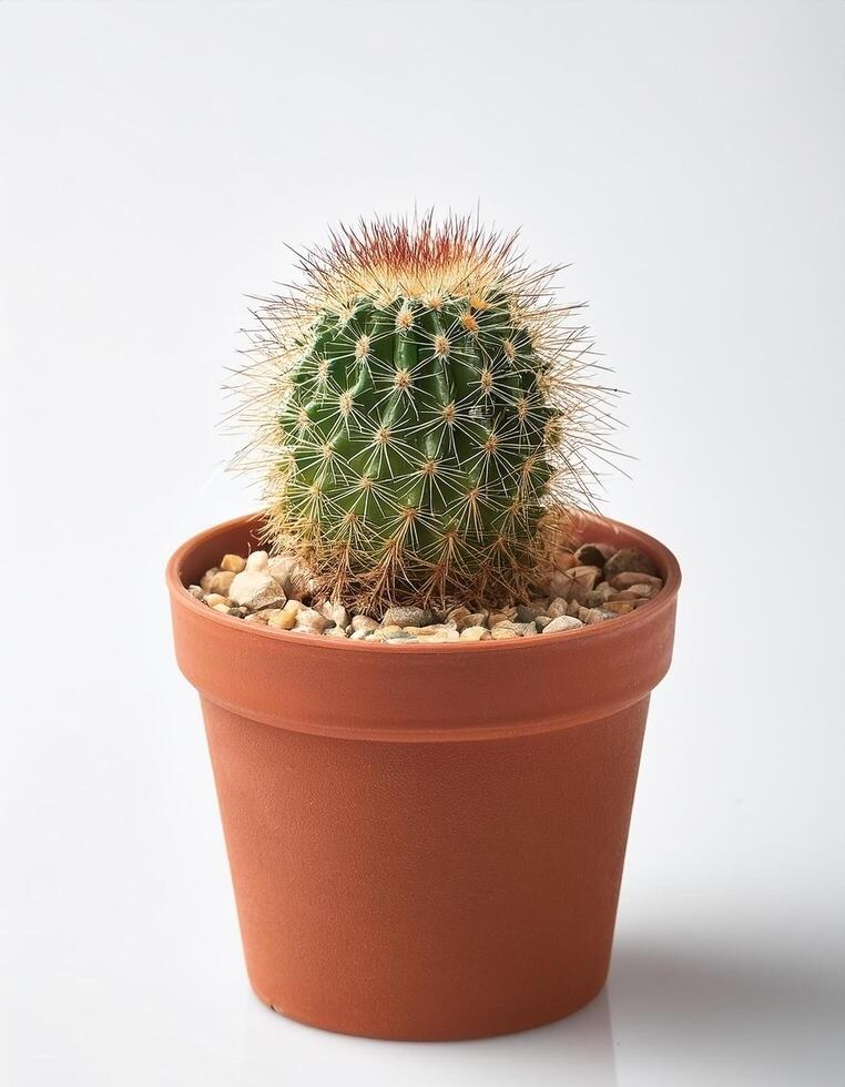 Small cactus in a pot, on a white background photo