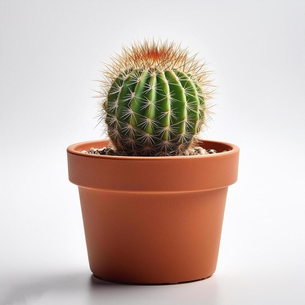 Small cactus in a pot, on a white background photo
