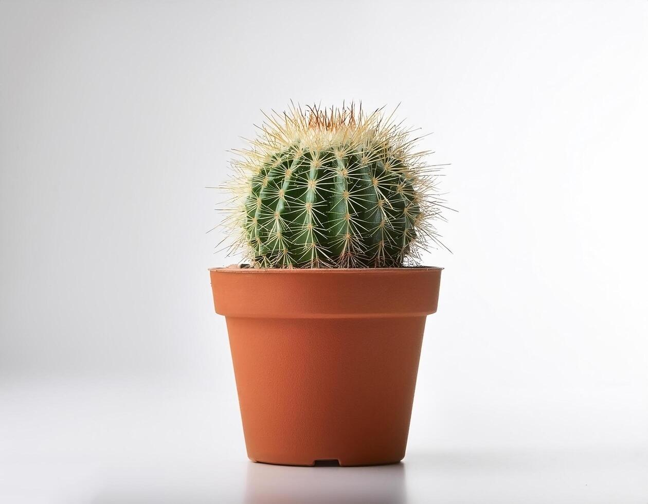 Small cactus in a pot, on a white background photo