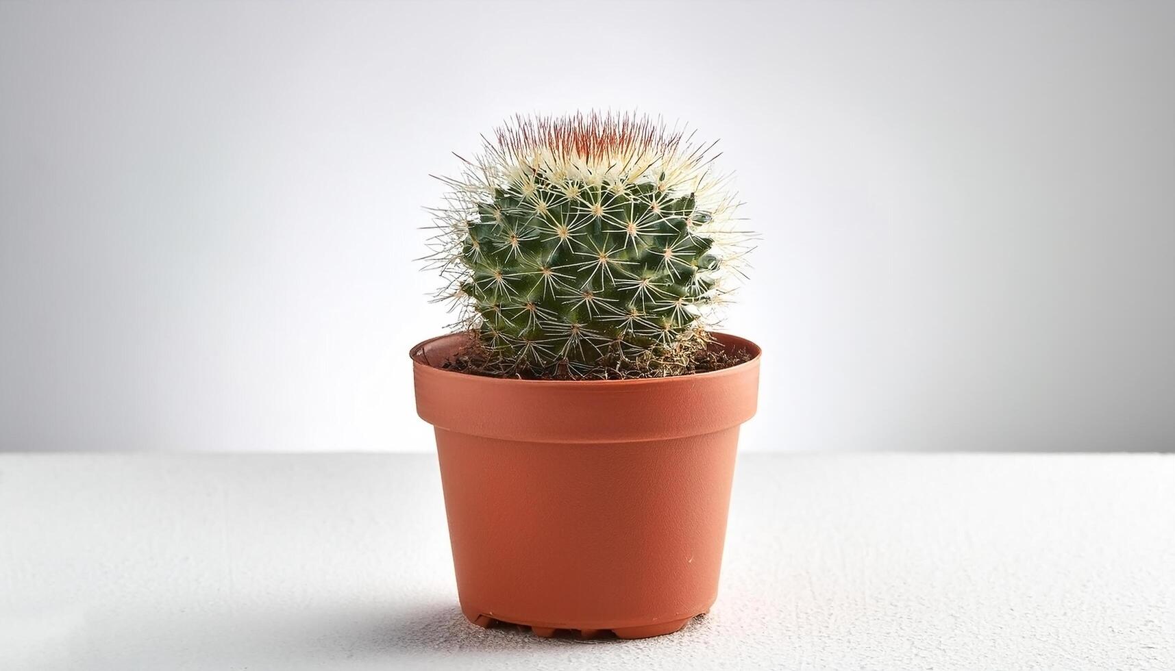 Small cactus in a pot, on a white background photo