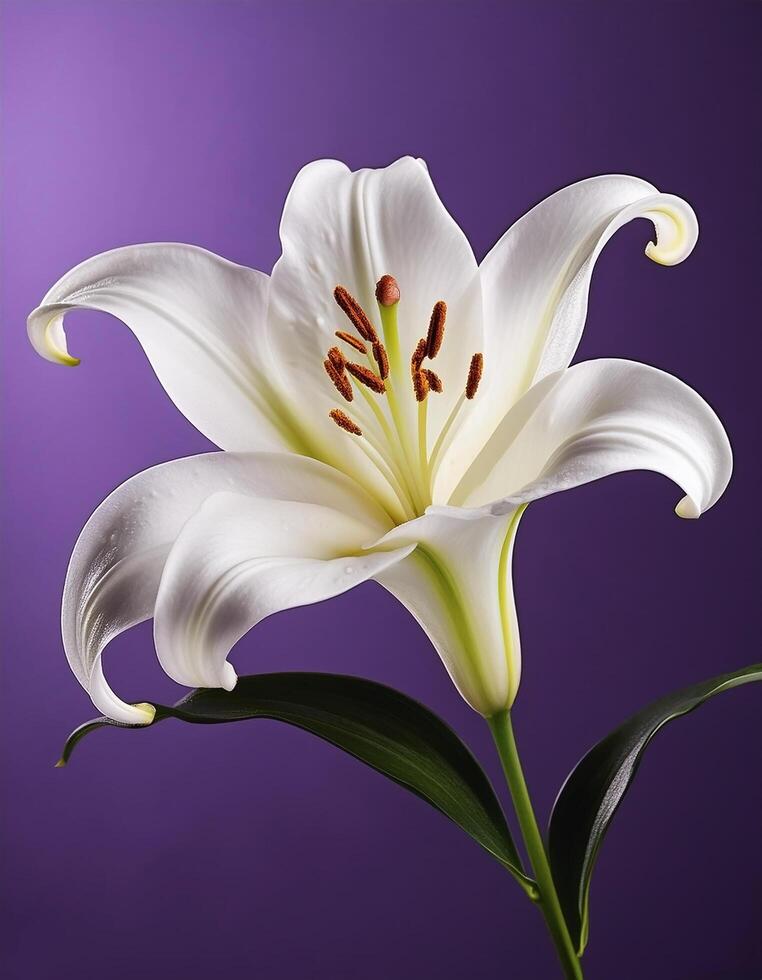 White lily flower isolated on purple background photo
