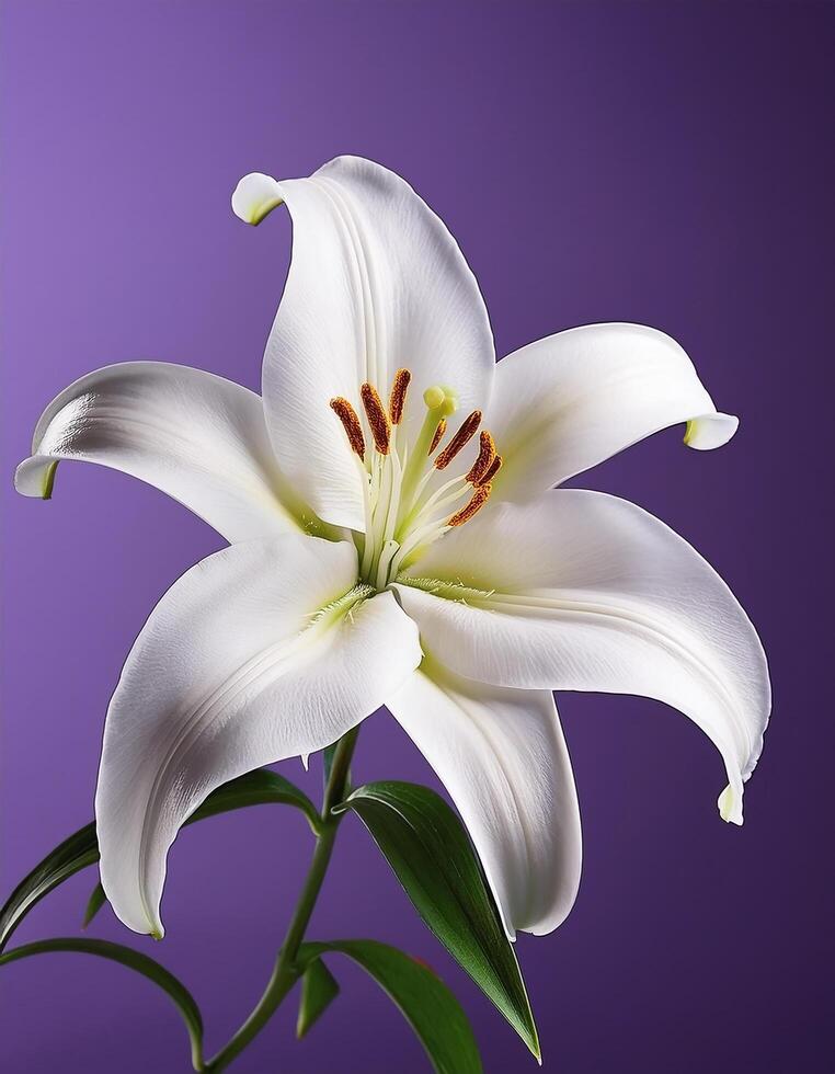 White lily flower isolated on purple background photo