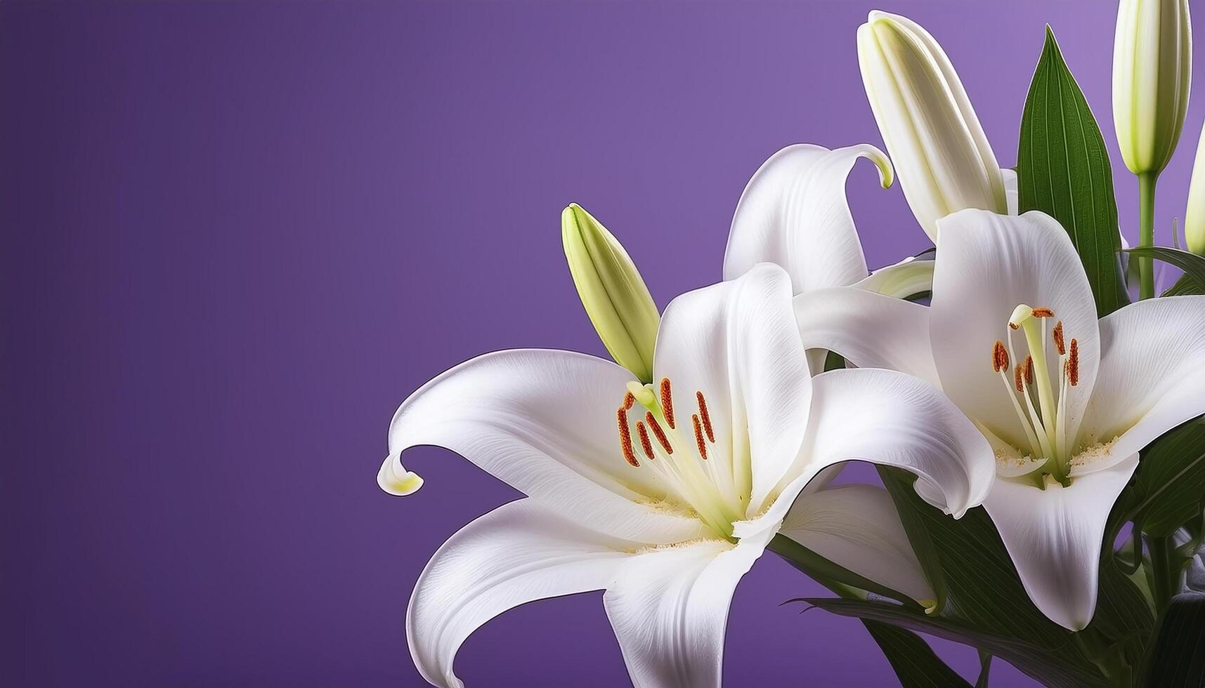 White lily flower isolated on purple background photo