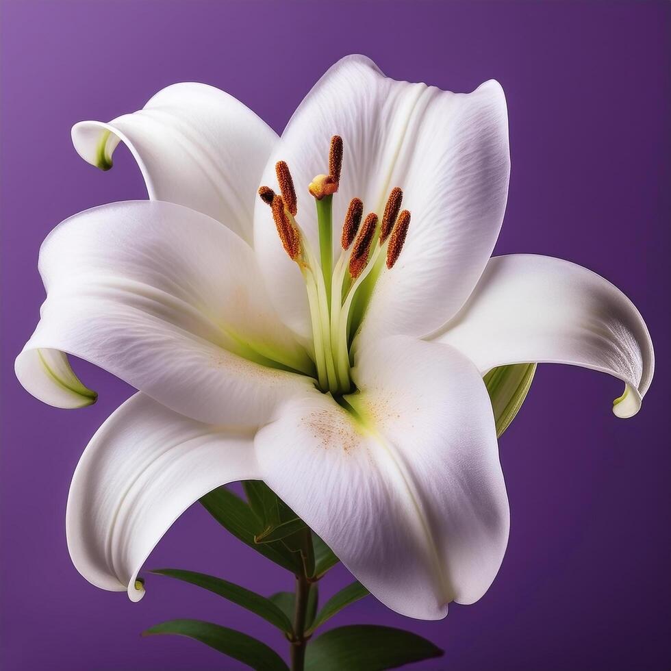 White lily flower isolated on purple background photo