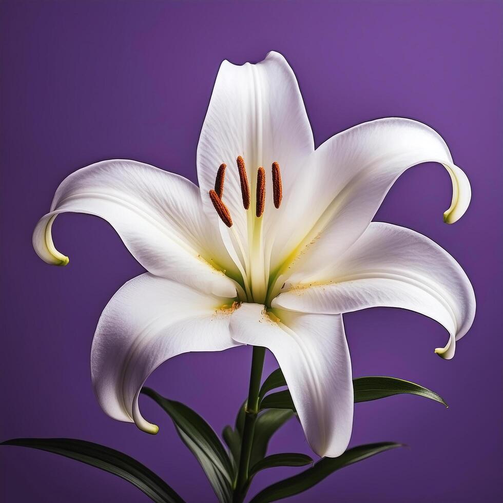 White lily flower isolated on purple background photo