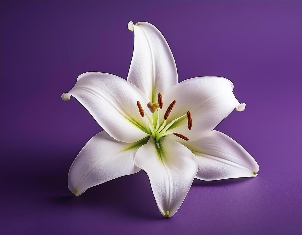 White lily flower isolated on purple background photo