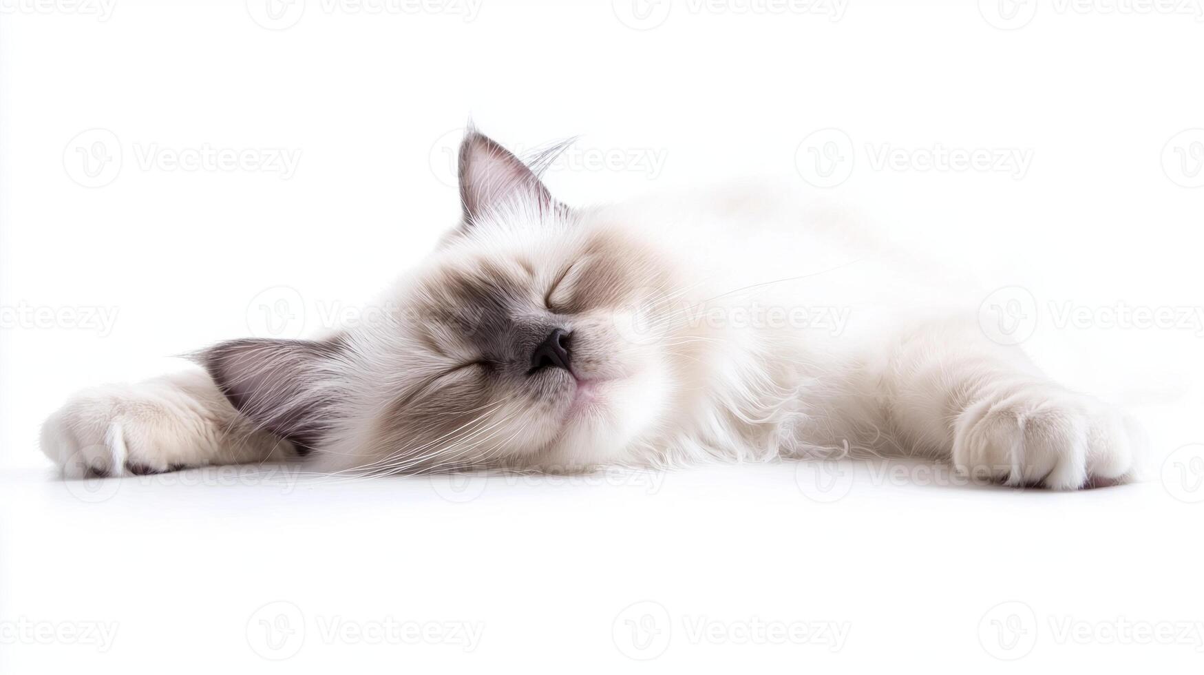adorable Birman cat lies peacefully on a soft surface, its fluffy coat blending with the white background, radiating tranquility and charm. photo