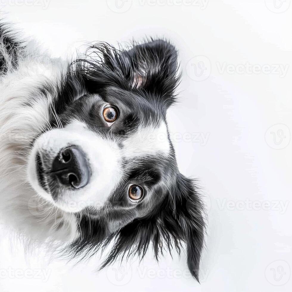 charming border collie exudes intelligence and curiosity as it tilts its head, showcasing its striking black-and-white coat and expressive eyes against a clean white backdrop. photo